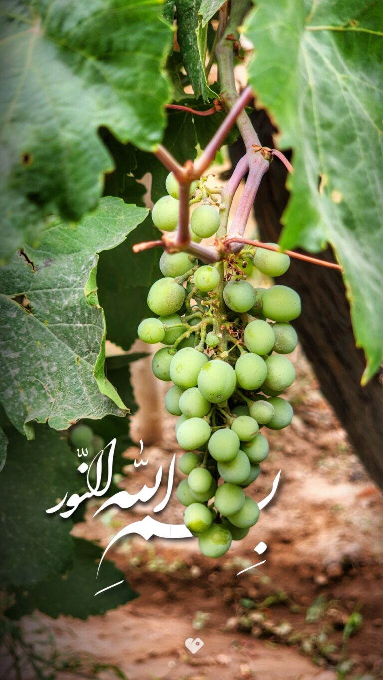 والپیپر_بسم_الله