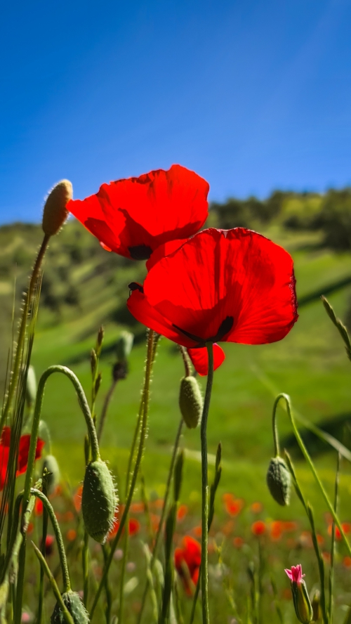 ایلام