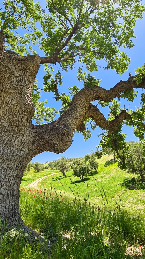 ایلام