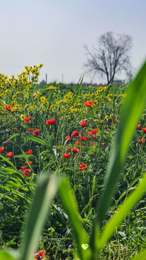 ایلام