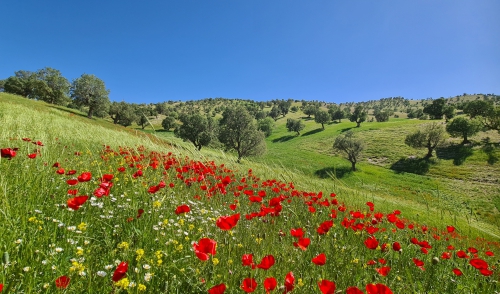 ایلام
